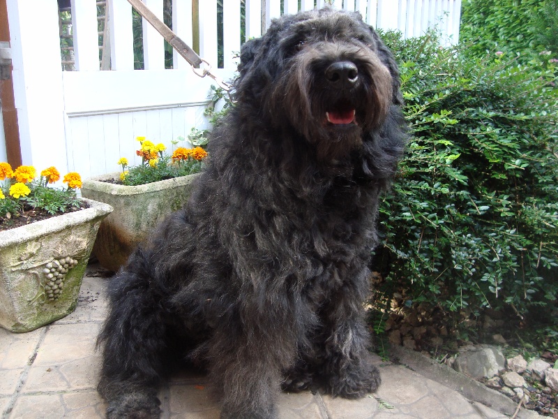 Diva des Dunes Nordiques