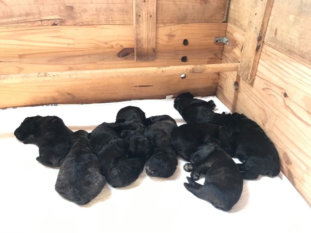 Chiot Bouvier des Flandres Du Site Des Monts Flamants
